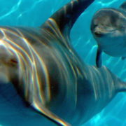 Delfini, a Rimini il primo processo per maltrattamento animale